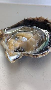 真珠工房 真珠の里に投稿された画像（2024/7/27）