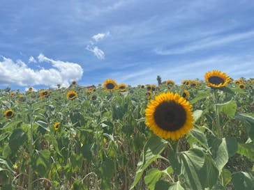  ハーベストの丘に投稿された画像（2024/7/27）