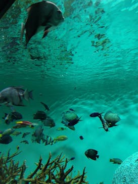 葛西臨海水族園に投稿された画像（2024/7/27）