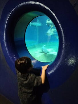 アクアワールド茨城県大洗水族館に投稿された画像（2024/7/27）