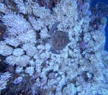  マリンショップHAPPYに投稿された画像（2024/7/27）