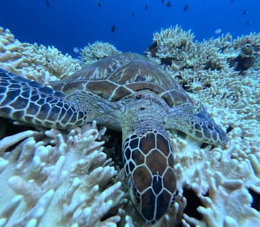  マリンショップHAPPYに投稿された画像（2024/7/27）