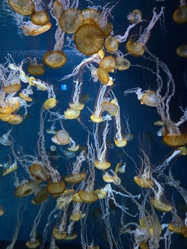 新江ノ島水族館に投稿された画像（2024/7/27）