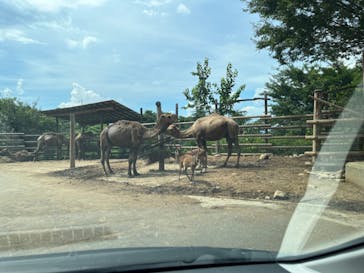 群馬サファリパークに投稿された画像（2024/7/27）