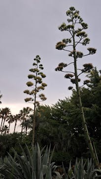 江の島シーキャンドルに投稿された画像（2024/7/27）