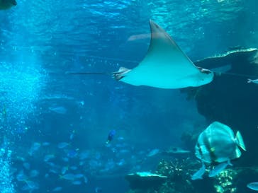 名古屋港水族館に投稿された画像（2024/7/27）