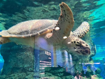 名古屋港水族館に投稿された画像（2024/7/27）