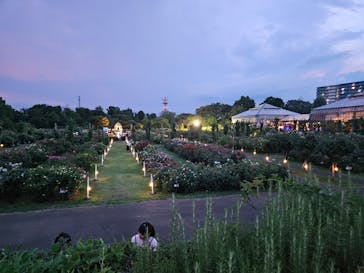 京成バラ園に投稿された画像（2024/7/27）