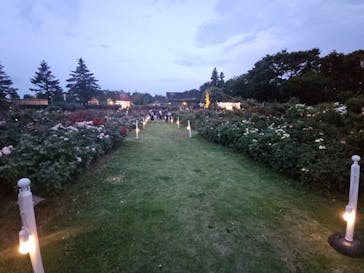 京成バラ園に投稿された画像（2024/7/27）