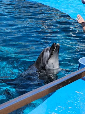 名古屋港水族館に投稿された画像（2024/7/27）