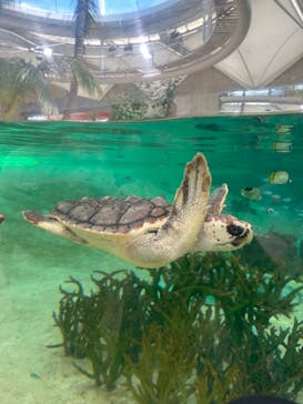 鴨川シーワールドに投稿された画像（2024/7/27）