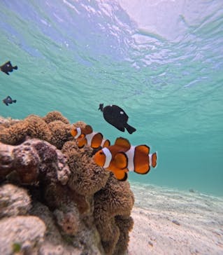 nico 宮古島に投稿された画像（2024/7/27）