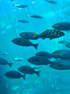 下田海中水族館に投稿された画像（2024/7/27）