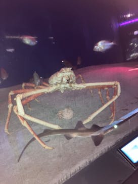 下田海中水族館に投稿された画像（2024/7/27）