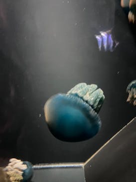 下田海中水族館に投稿された画像（2024/7/27）