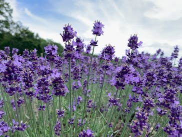 たんばらラベンダーパークに投稿された画像（2024/7/27）