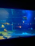 アクアワールド茨城県大洗水族館に投稿された画像（2024/7/27）
