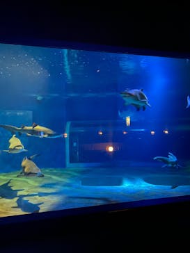 アクアワールド茨城県大洗水族館に投稿された画像（2024/7/27）