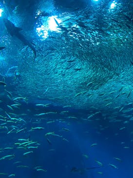 アクアワールド茨城県大洗水族館に投稿された画像（2024/7/27）