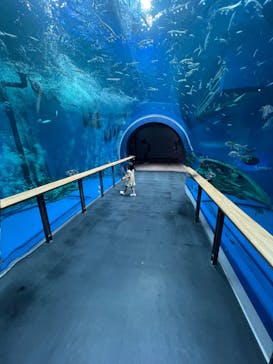 滋賀県立琵琶湖博物館に投稿された画像（2024/7/27）