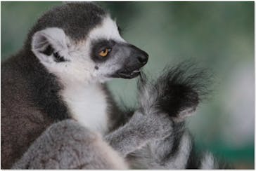 那須ワールドモンキーパークに投稿された画像（2024/7/27）