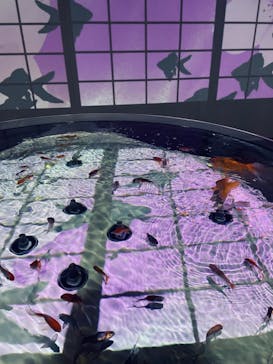 NARA KINGYO MUSEUMに投稿された画像（2024/7/27）