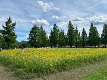 滋賀農業公園ブルーメの丘に投稿された画像（2024/7/28）