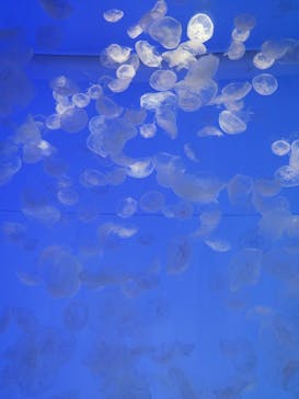 アクアワールド茨城県大洗水族館に投稿された画像（2024/7/28）