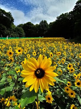 たんばらラベンダーパークに投稿された画像（2024/7/28）