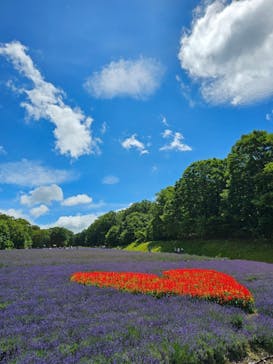 たんばらラベンダーパークに投稿された画像（2024/7/28）