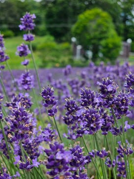 たんばらラベンダーパークに投稿された画像（2024/7/28）