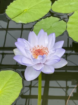 熱川バナナワニ園に投稿された画像（2024/7/28）