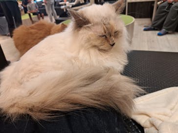 猫カフェモカ　アルシェ大宮店に投稿された画像（2024/7/28）