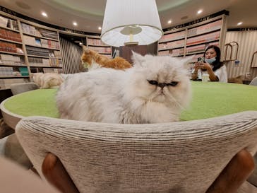 猫カフェモカ　アルシェ大宮店に投稿された画像（2024/7/28）