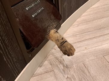 猫カフェモカ　アルシェ大宮店に投稿された画像（2024/7/28）