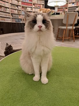 猫カフェモカ　アルシェ大宮店に投稿された画像（2024/7/28）