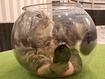 猫カフェモカ　アルシェ大宮店に投稿された画像（2024/7/28）