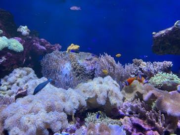 仙台うみの杜水族館に投稿された画像（2024/7/28）