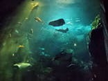 新江ノ島水族館に投稿された画像（2024/7/28）