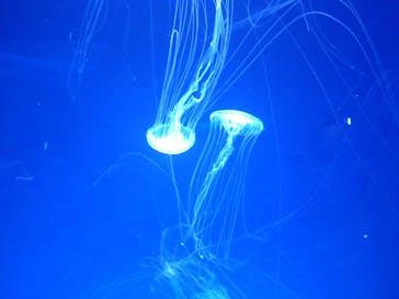 新江ノ島水族館に投稿された画像（2024/7/28）