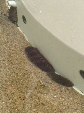 アクアワールド茨城県大洗水族館に投稿された画像（2024/7/28）