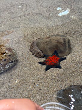 アクアワールド茨城県大洗水族館に投稿された画像（2024/7/28）