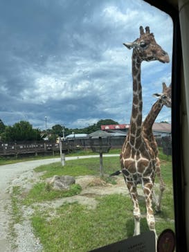 那須サファリパークに投稿された画像（2024/7/28）