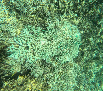 西表島 ADVENTURE PiPi（アドベンチャーピピ）に投稿された画像（2024/7/28）