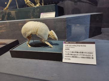 大哺乳類展に投稿された画像（2024/7/28）