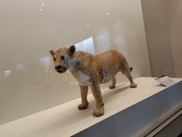 大哺乳類展に投稿された画像（2024/7/28）