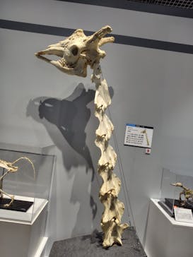 大哺乳類展に投稿された画像（2024/7/28）