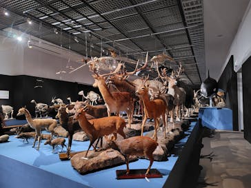 大哺乳類展に投稿された画像（2024/7/28）