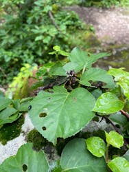 利尻はなガイドクラブに投稿された画像（2024/7/28）