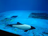 仙台うみの杜水族館に投稿された画像（2024/7/28）